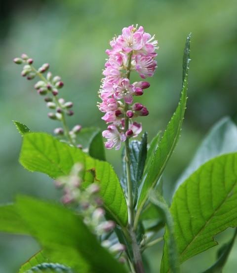 <i>Clethra alnifolia</i> 'Ruby Spice' by Dan Jaffe (c) Native Plant Trust