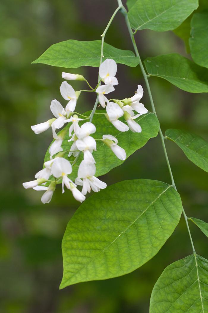  Dan Jaffe (c) Native Plant Trust