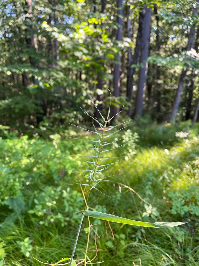 Cole Campbell (c) Native Plant Trust