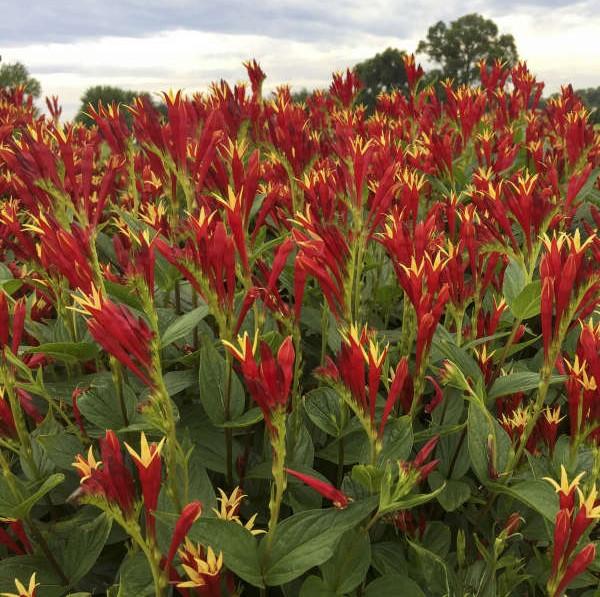 Copyright Van Berkum Nursery