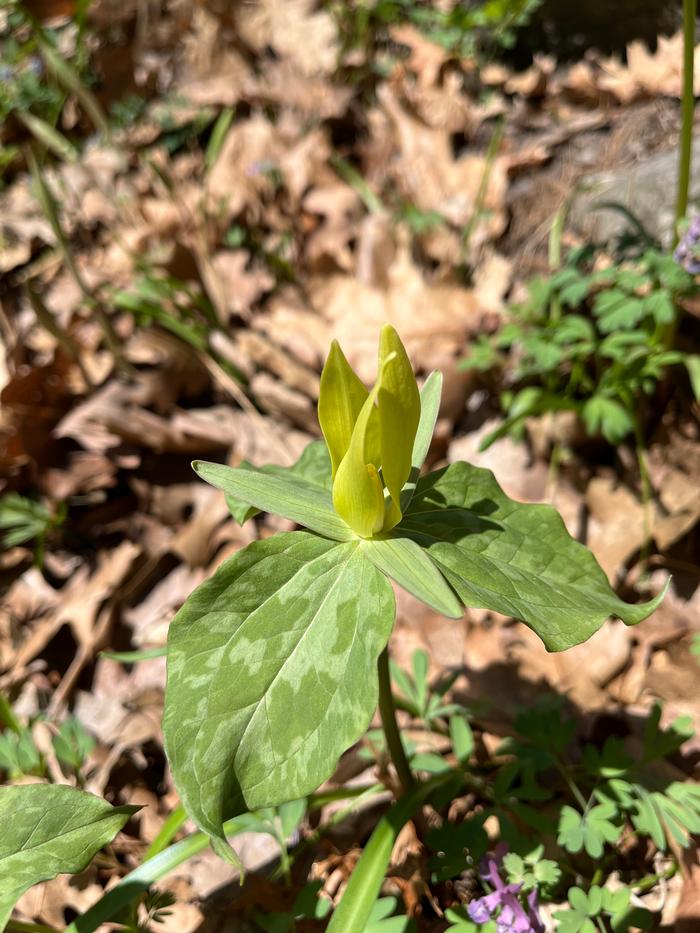 Cole Campbell (c) Native Plant Trust