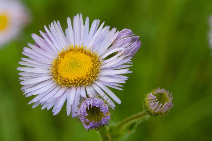 Photo by Dan Jaffe � Native Plant Trust
