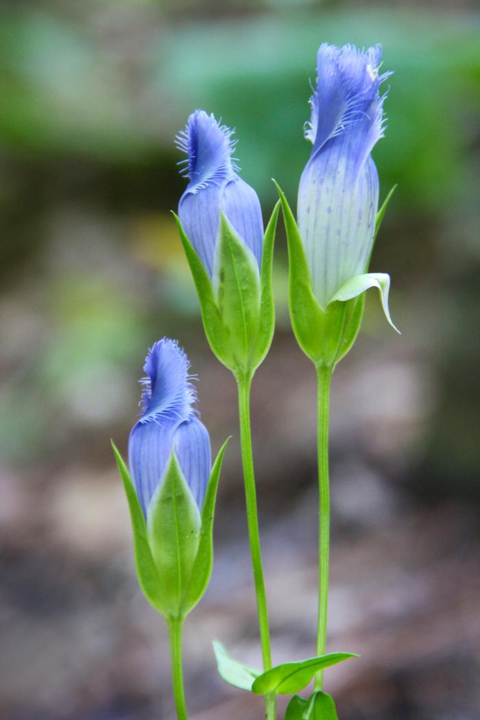 Dan Jaffe (c) Native Plant Trust