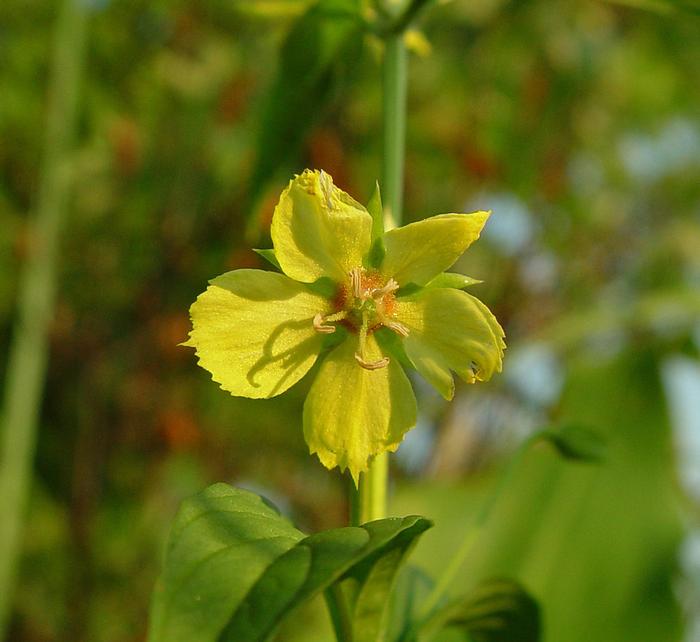 Arthur Haines (c) Native Plant Trust