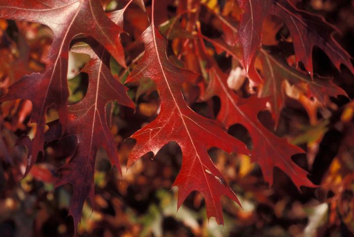 Pennie Logemann (c) Native Plant Trust