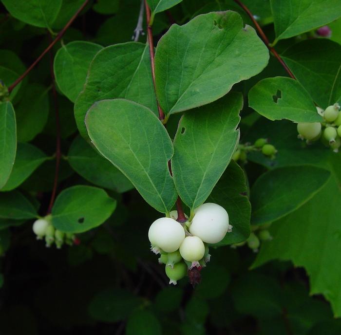 Arthur Haines (c) Native Plant Trust