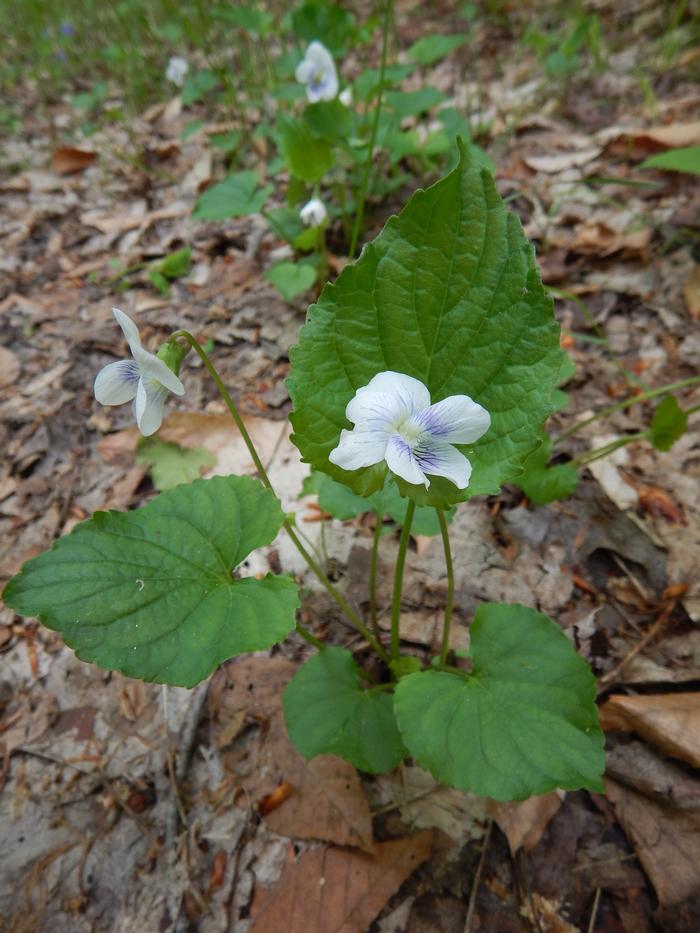 Dan Jaffe (c) Native Plant Trust