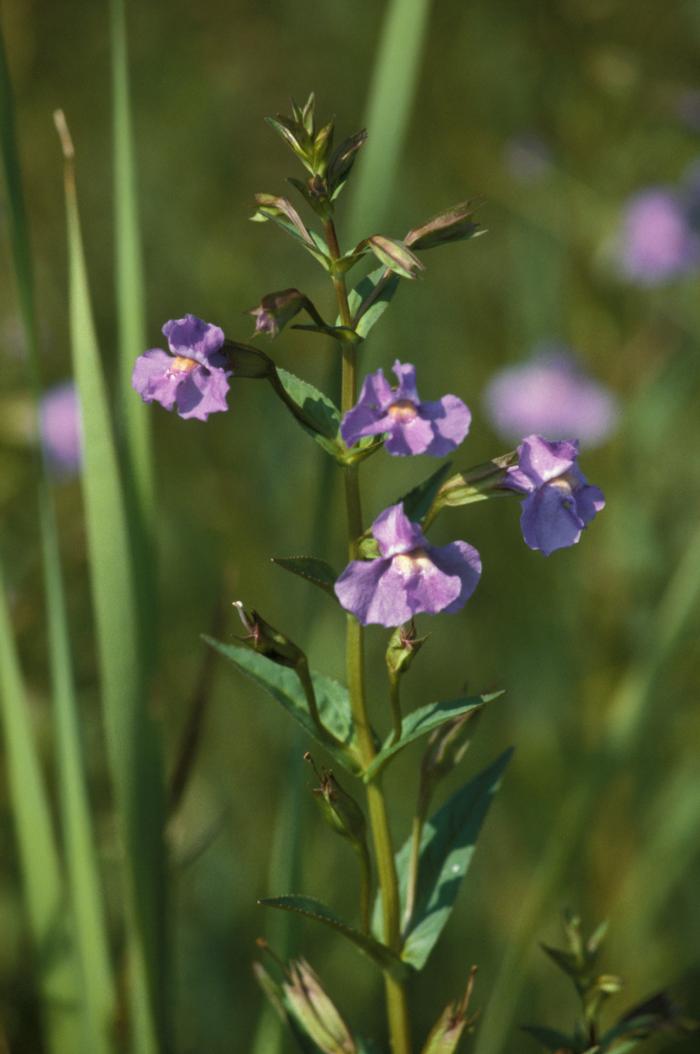 Photo by John Lynch (c) Native Plant Trust