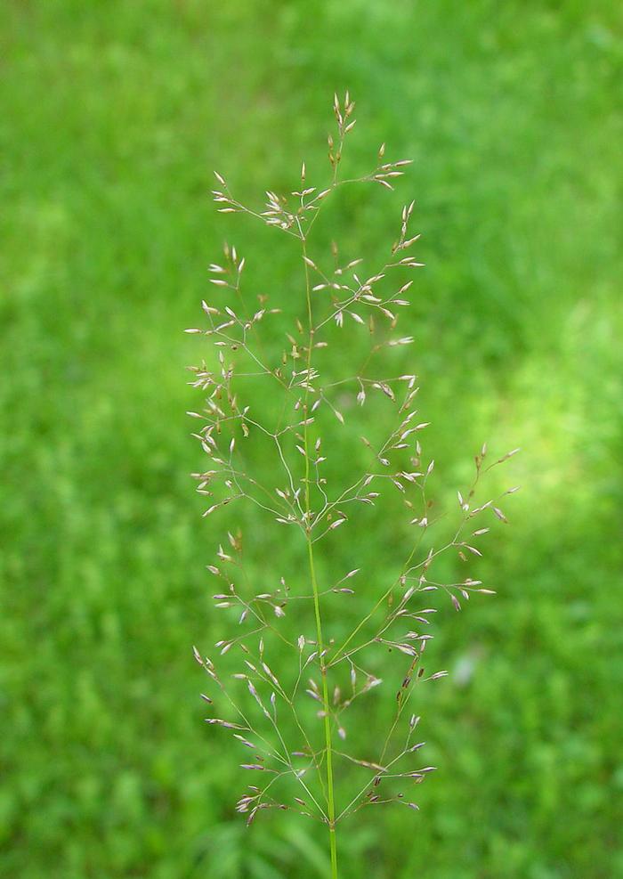 Arthur Haines (c) Native Plant Trust