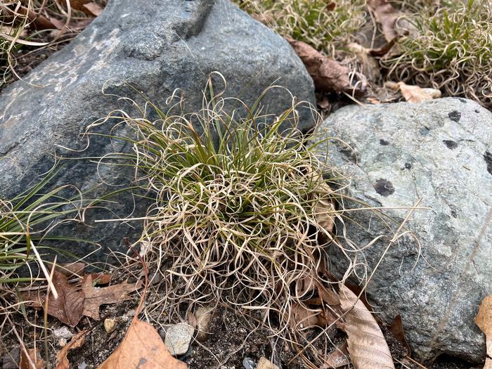 Cole Campbell (c) Native Plant Trust