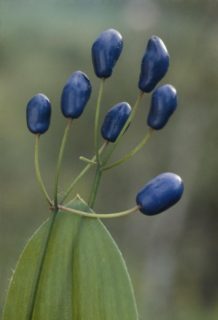 Albert Bussewitz (c) Native Plant Trust