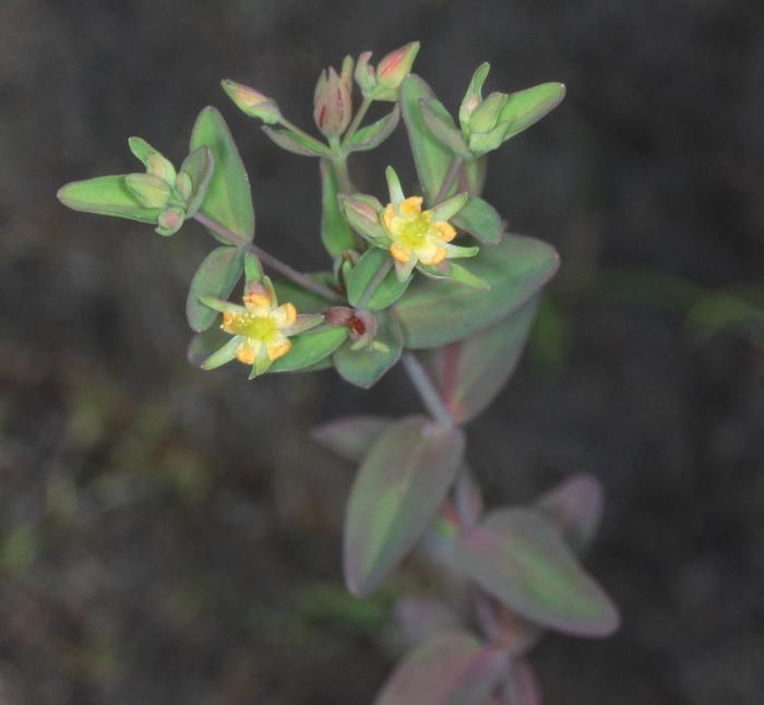 Scott Loarie, iNaturalist, https://www.inaturalist.org/observations/3689435