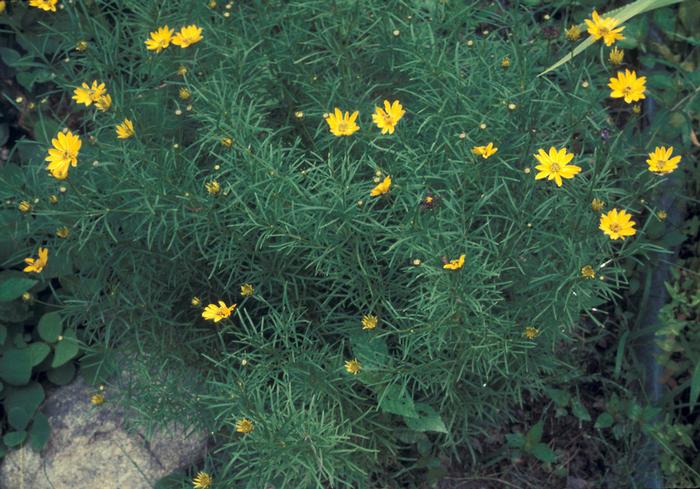 Lawrence Newcomb (c) Native Plant Trust
