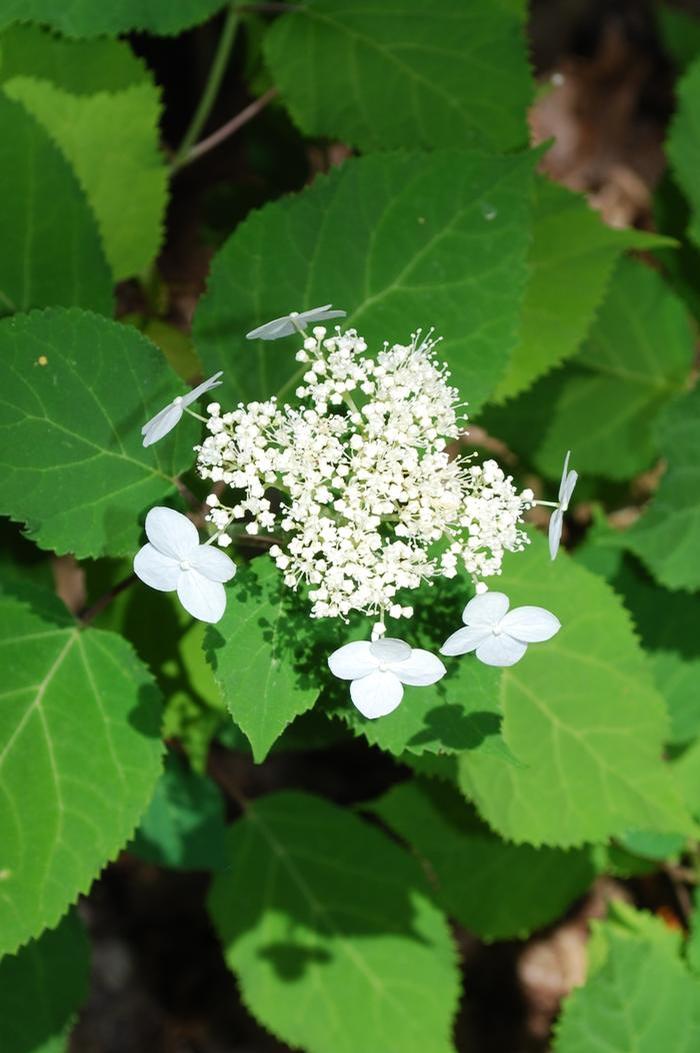 Alice smooth hydrangea - Hydrangea arborescens 'Alice' from Native Plant Trust