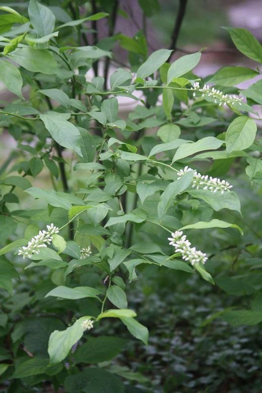 Merlot Virginia sweetspire - Itea virginica 'Merlot' from Native Plant Trust