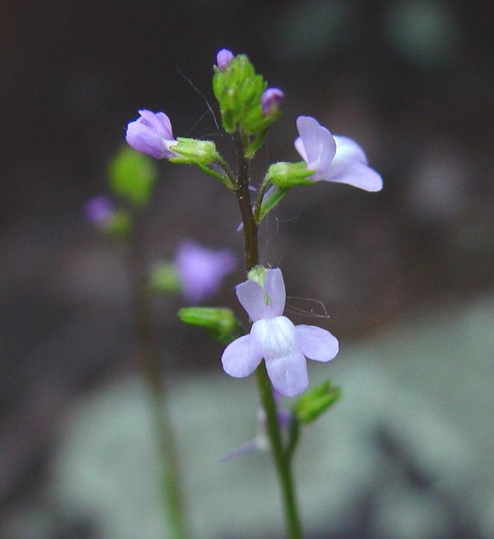 Arthur Haines (c) Native Plant Trust