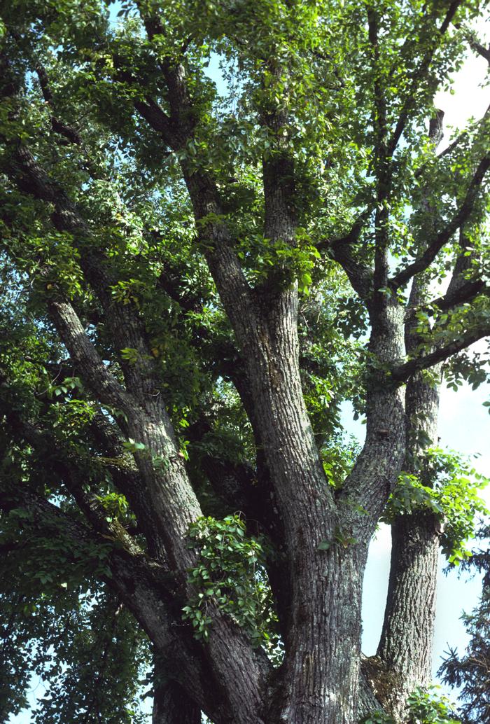 John Lynch (c) Native Plant Trust