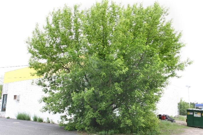 Arieh Tal (c) Arieh Tal