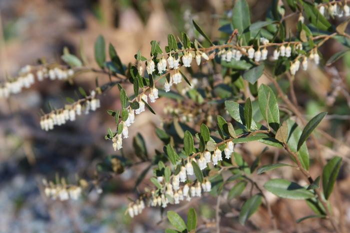 Dan Jaffe (c) Native Plant Trust