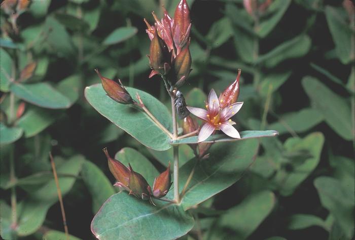 Frank Bramley (c) Native Plant Trust