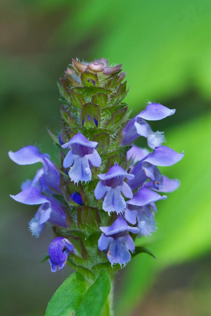 Dan Jaffe (c) Native Plant Trust