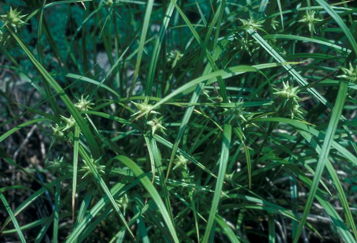 John Lynch (c) Native Plant Trust