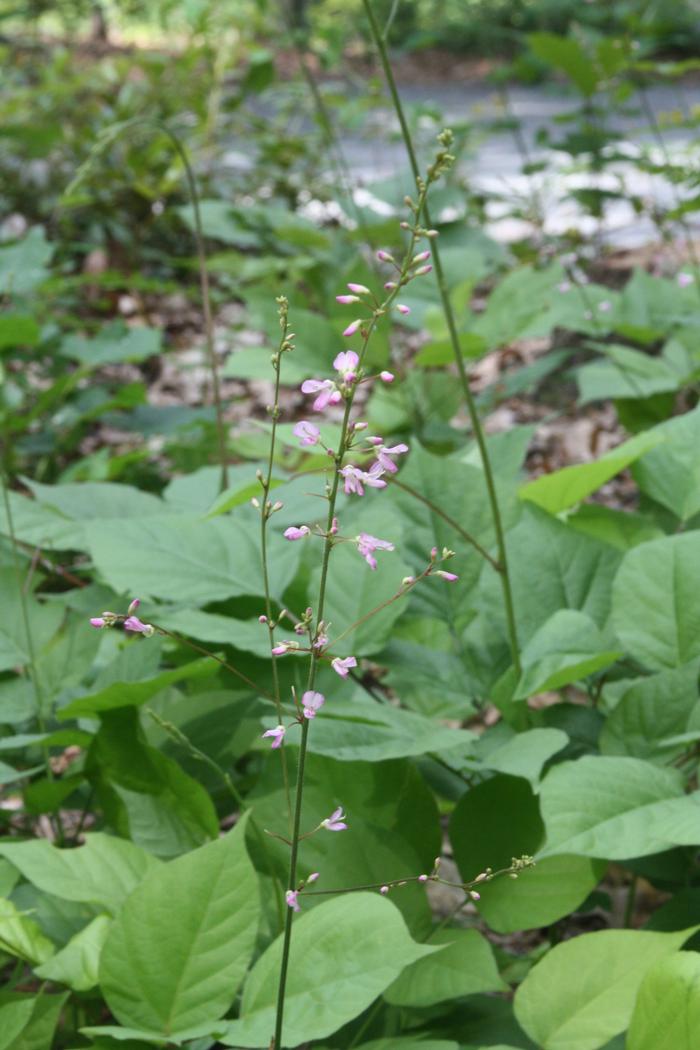 Dan Jaffe (c) Native Plant Trust