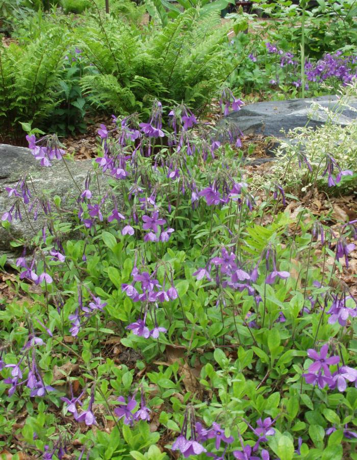 Lisa Mattei (c) Native Plant Trust