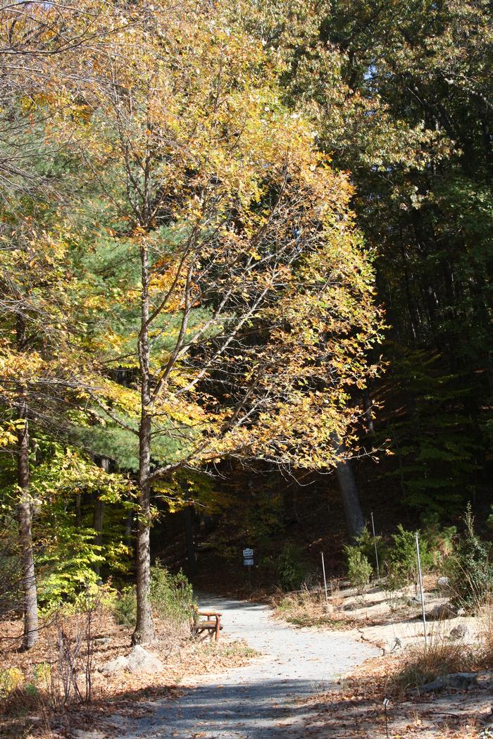 Dan Jaffe (c) Native Plant Trust