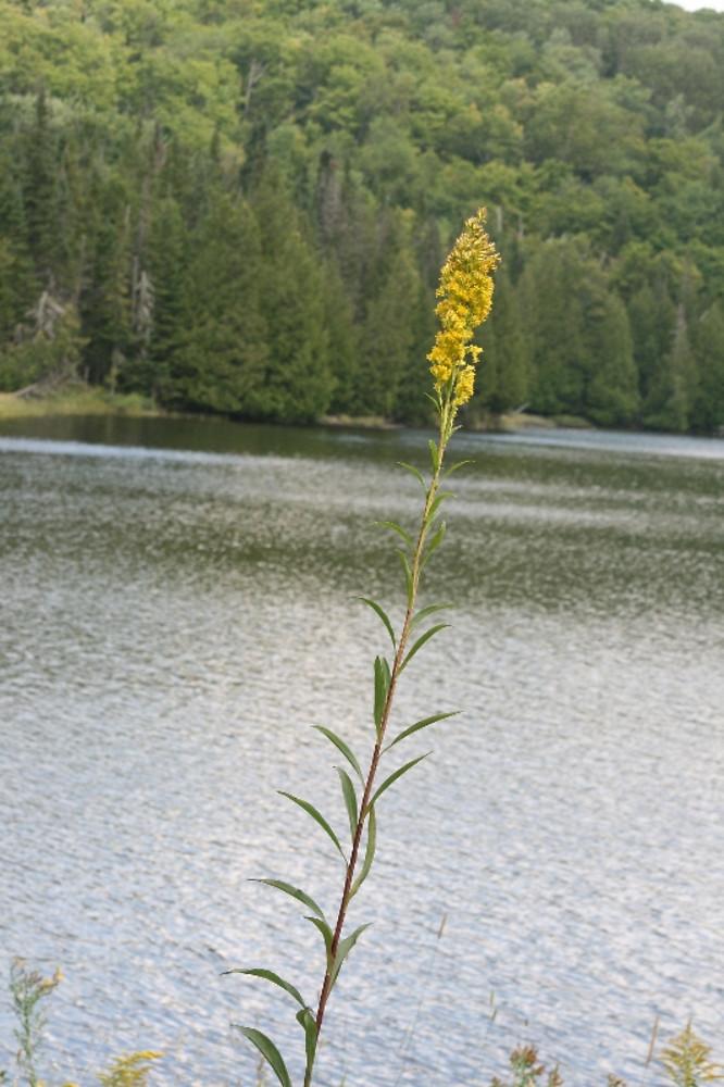 Arieh Tal (c) Arieh Tal 