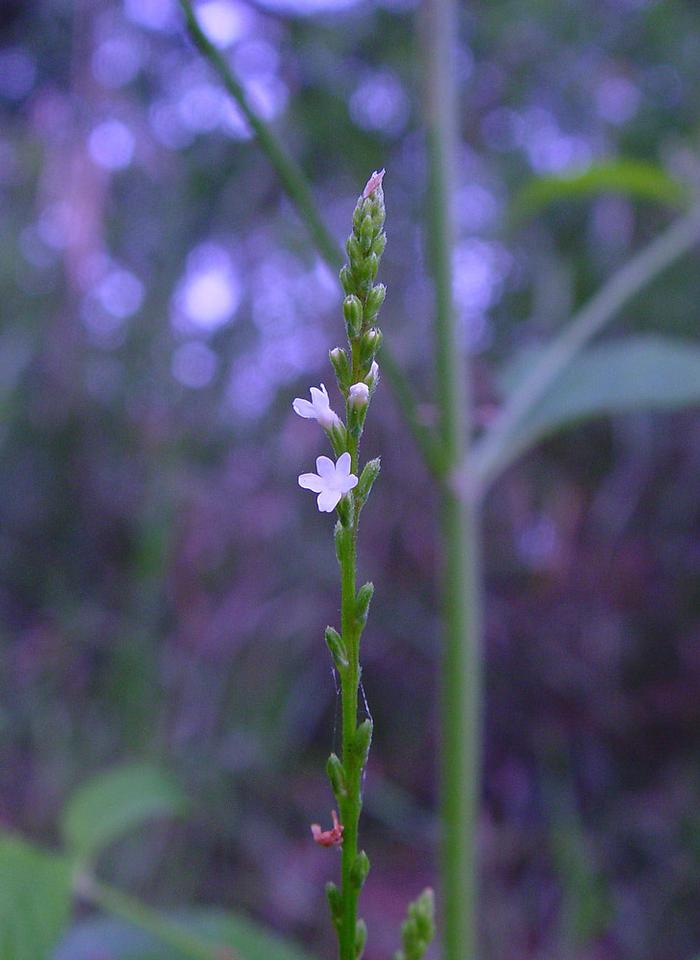 Arthur Haines (c) Arthur Haines