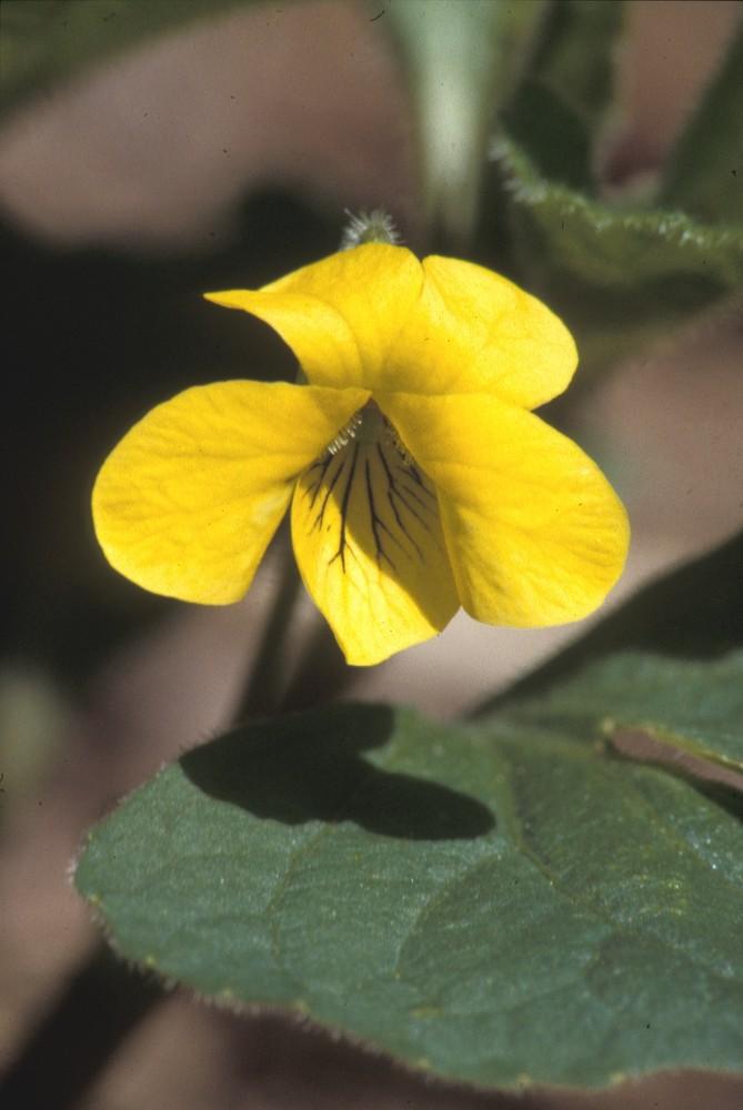 John Lynch (c) Native Plant Trust