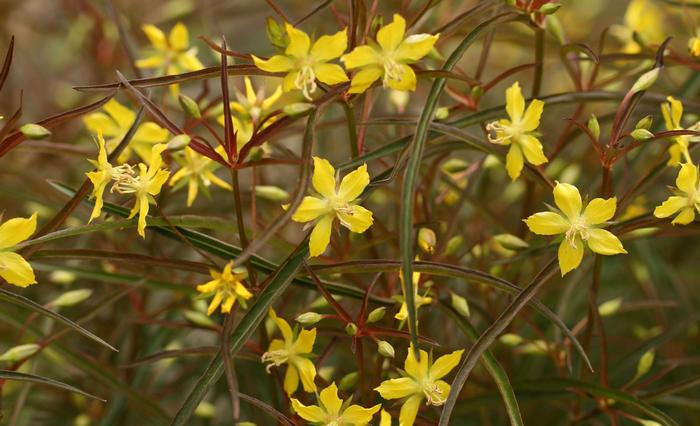 Uli Lorimer (c) Uli Lorimer