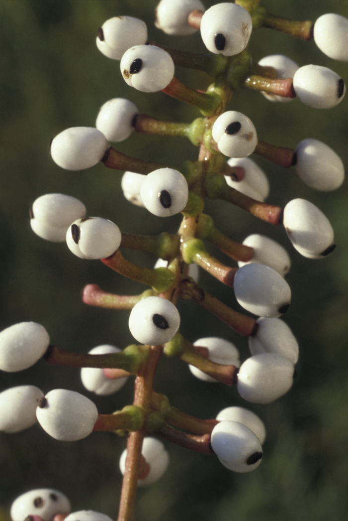 Actaea pachypoda (White baneberry)