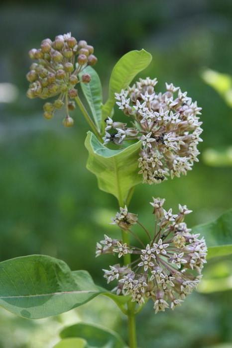 common milkweed Asclepias syriaca from New England Wild Flower Society