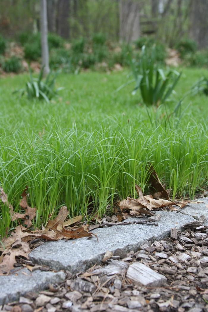 Growing Pennsylvania sedge (Carex pensylvanica) in a garden or as a lawn alternative 5