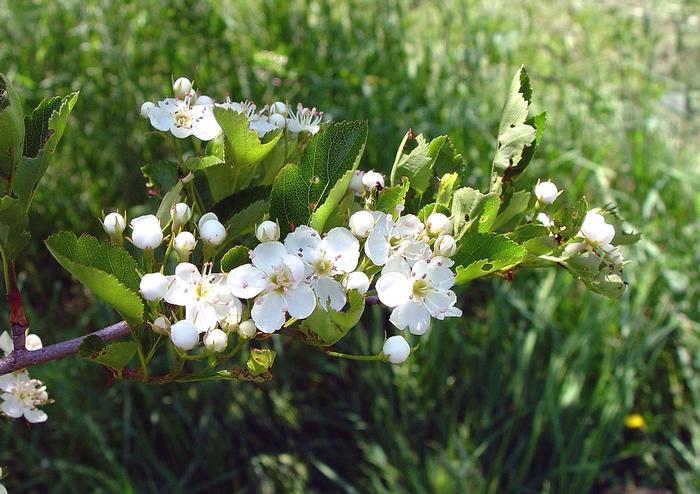 (c) Arthur Haines, Native Plant Trust