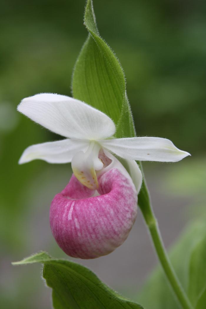 showy lady's slipper - Cypripedium reginae from Native Plant Trust