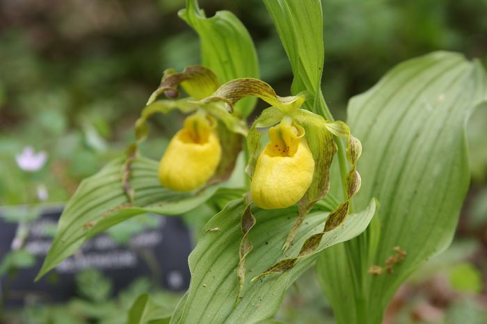 large yellow lady's slipper Cypripedium parviflorum var. pubescens from ...