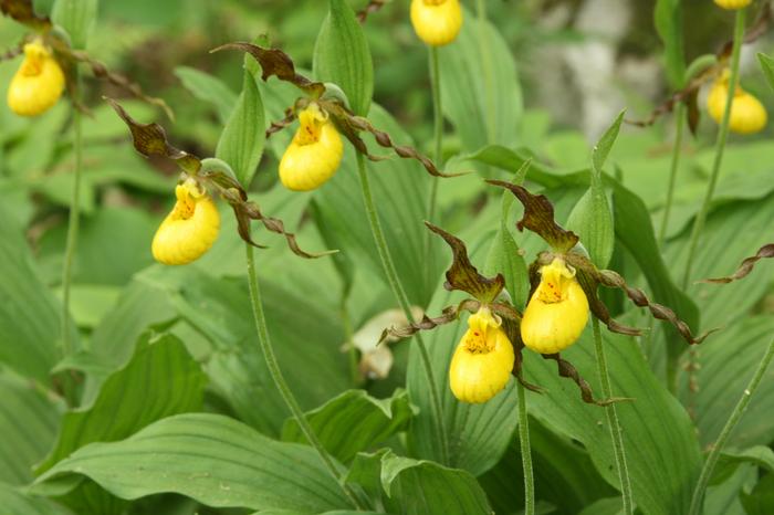 small yellow lady's slipper - Cypripedium parviflorum var. parviflorum from Native Plant Trust