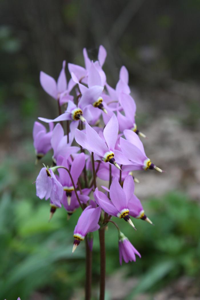 shooting star - Dodecatheon meadia from Native Plant Trust