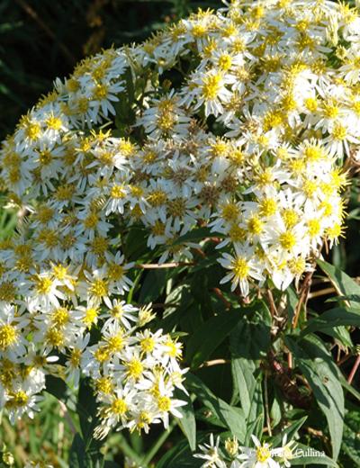 flat top aster - Doellingeria umbellata from Native Plant Trust