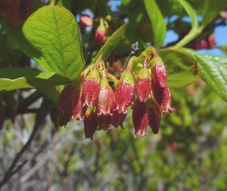 black huckleberry - Gaylussacia baccata from Native Plant Trust