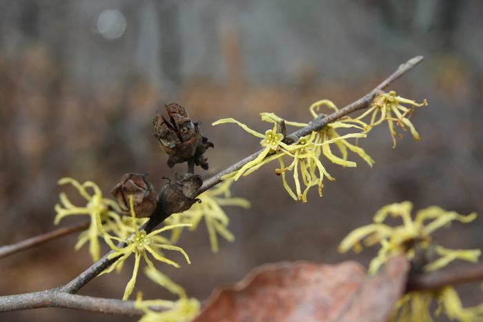 American witch hazel - Hamamelis virginiana from Native Plant Trust