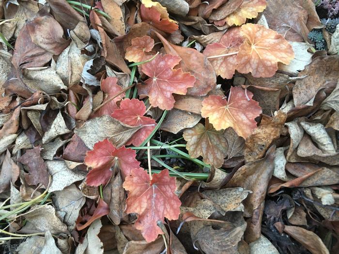 coralbells - Heuchera americana var. americana from Native Plant Trust