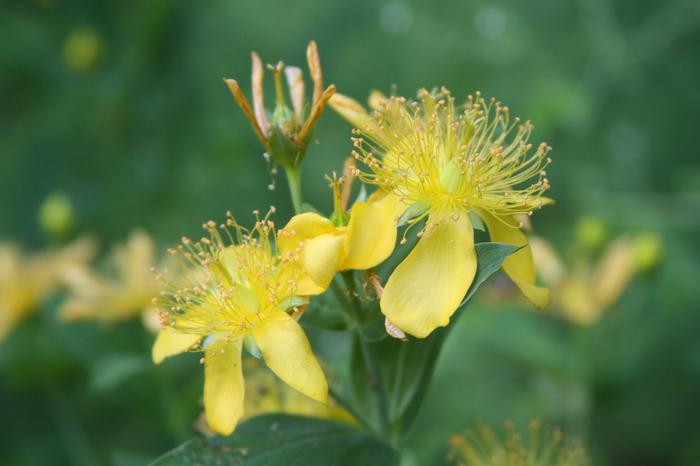 shrubby St John's wort - Hypericum prolificum from Native Plant Trust