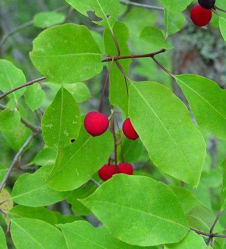 mountain holly - Ilex mucronata from Native Plant Trust