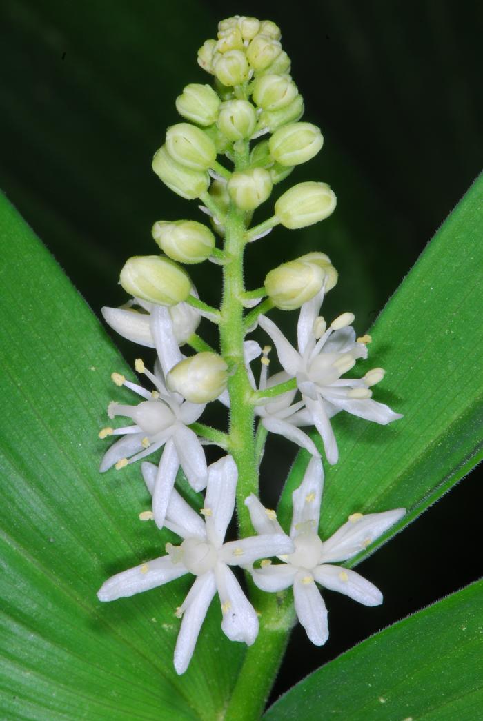 starry false Solomons seal - Maianthemum stellatum from Native Plant Trust