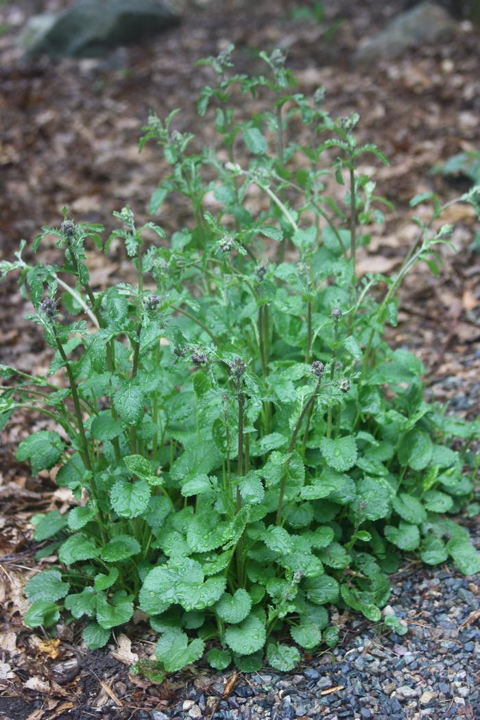 golden groundsel - Packera aurea from Native Plant Trust