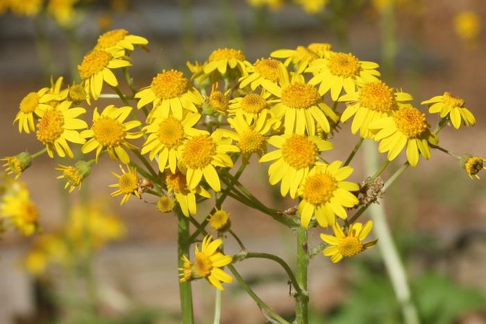 running groundsel - Packera obovata from Native Plant Trust